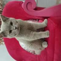 British Shorthair, Kedi  Milyon fotoğrafı