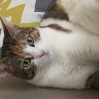 Tekir Kedi, Kedi  Lucy fotoğrafı