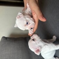 Fransız Bulldog, Köpek  Kar fotoğrafı