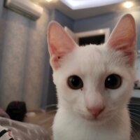 Ankara Kedisi, Kedi  Bulut fotoğrafı