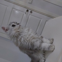 Scottish Fold, Kedi  Lusita fotoğrafı