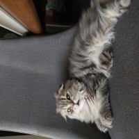 Scottish Fold, Kedi  Gofret fotoğrafı