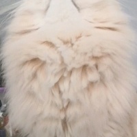British Longhair, Kedi  Peluş fotoğrafı