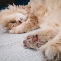 British Longhair, Kedi  Peluş fotoğrafı