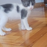 Tekir Kedi, Kedi  Findik fotoğrafı