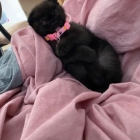 Scottish Fold, Kedi  Maya fotoğrafı