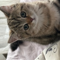 British Shorthair, Kedi  Peri fotoğrafı