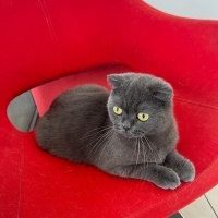 Scottish Fold, Kedi  Maya fotoğrafı