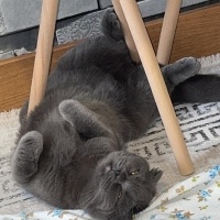Scottish Fold, Kedi  Maya fotoğrafı