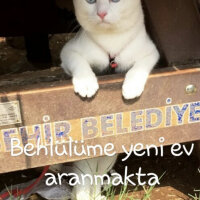 Ankara Kedisi, Kedi  Gucci fotoğrafı