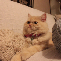 Chinchilla, Kedi  pıtır fotoğrafı