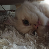 Chinchilla, Kedi  pıtır fotoğrafı