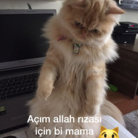 Chinchilla, Kedi  pıtır fotoğrafı