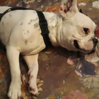 Fransız Bulldog, Köpek  oscar fotoğrafı