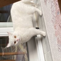 British Shorthair, Kedi  Pamuk fotoğrafı