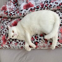 British Shorthair, Kedi  Pamuk fotoğrafı