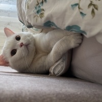 British Shorthair, Kedi  Pamuk fotoğrafı