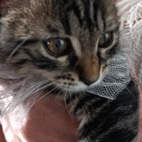 Tekir Kedi, Kedi  Üzüm fotoğrafı