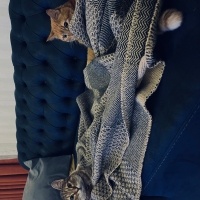 Sarman, Kedi  MARLA fotoğrafı