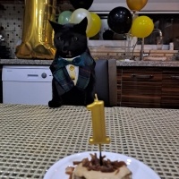 Bombay, Kedi  Bitter fotoğrafı