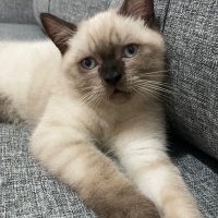 British Shorthair, Kedi  Badem fotoğrafı