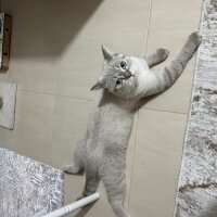 British Shorthair, Kedi  Leo fotoğrafı