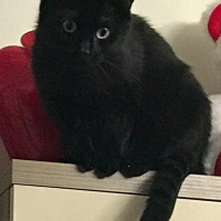 Tekir Kedi, Kedi  zeyna fotoğrafı