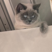 British Shorthair, Kedi  Lily fotoğrafı