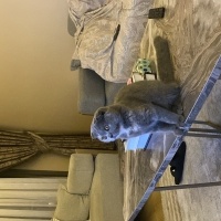 Scottish Fold, Kedi  Kontes fotoğrafı