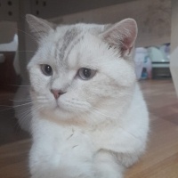 Ankara Kedisi, Kedi  Yağmur fotoğrafı