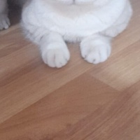 Ankara Kedisi, Kedi  Yağmur fotoğrafı