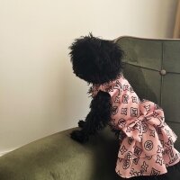 Poodle (Minyatür Kaniş), Köpek  Ornella fotoğrafı