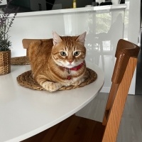 Sarman, Kedi  Bihter fotoğrafı