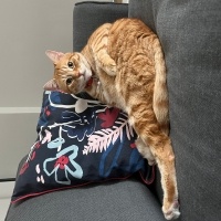 Sarman, Kedi  Bihter fotoğrafı