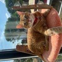 Sarman, Kedi  Bihter fotoğrafı