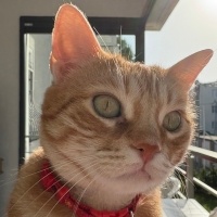 Sarman, Kedi  Bihter fotoğrafı