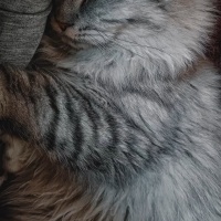 American Curl, Kedi  Lukas fotoğrafı