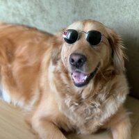 Golden Retriever, Köpek  Oscar fotoğrafı