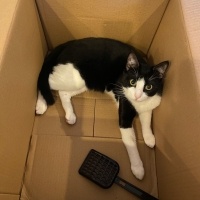 Tekir Kedi, Kedi  Albay fotoğrafı