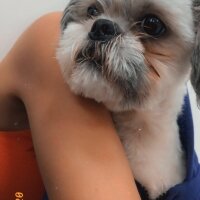 Shih Tzu, Köpek  Karpuz fotoğrafı