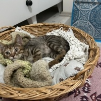 Tekir Kedi, Kedi  Lokma yuva arıyor fotoğrafı