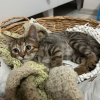 Tekir Kedi, Kedi  Lokma yuva arıyor fotoğrafı