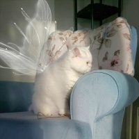 British Longhair, Kedi  LUNA fotoğrafı