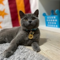 British Shorthair, Kedi  Pati fotoğrafı