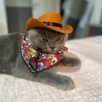 British Shorthair, Kedi  Pati fotoğrafı
