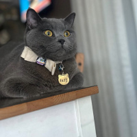 British Shorthair, Kedi  Pati fotoğrafı