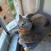 British Shorthair, Kedi  Pati fotoğrafı