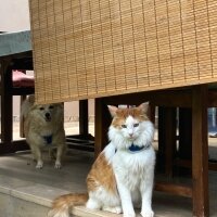 Norwegian Forest, Kedi  Leo fotoğrafı