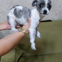 Maltese, Köpek  Kuki fotoğrafı