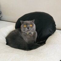 British Shorthair, Kedi  Zeytin fotoğrafı